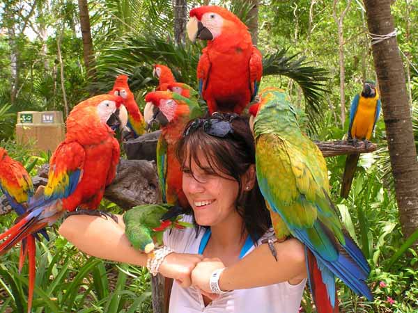 Papageien auf Touristin