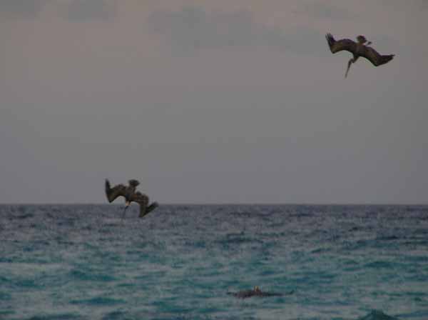 Pelikane fliegen ins Wasser